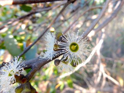 Eucalyptus baxteri, photographed by Kiri Bee