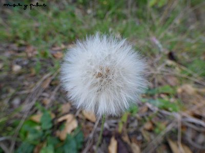Chaptalia nutans, photographed by Pablo H Capovilla