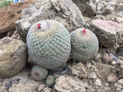 Epithelantha greggii, photographed by Karla M. Benítez