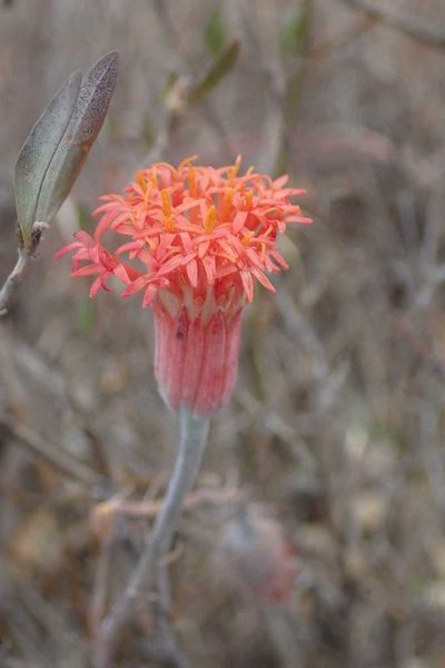 Kleinia stapeliiformis, photographed by Andrew Deacon
