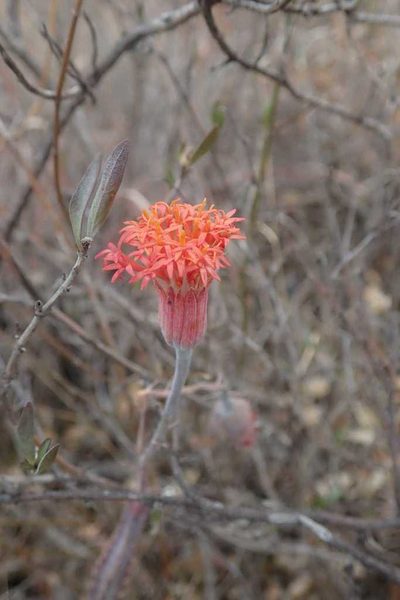 Kleinia stapeliiformis, photographed by Andrew Deacon