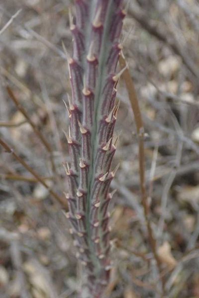 Kleinia stapeliiformis, photographed by Andrew Deacon