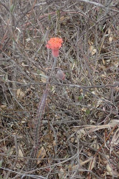 Kleinia stapeliiformis, photographed by Andrew Deacon