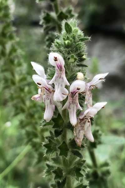 Stachys stebbinsii, photographed by Madeleine Claire