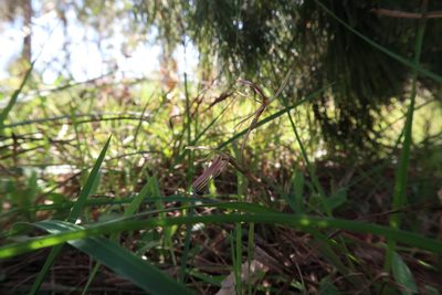 Cyrtostylis reniformis, photographed by Cowirrie