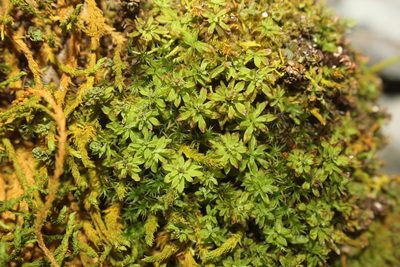 Encalypta procera, photographed by Quinten Wiegersma