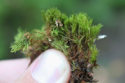 Flexitrichum flexicaule, photographed by Quinten Wiegersma