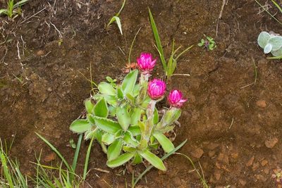 Helichrysum vernum, photographed by dhfischer