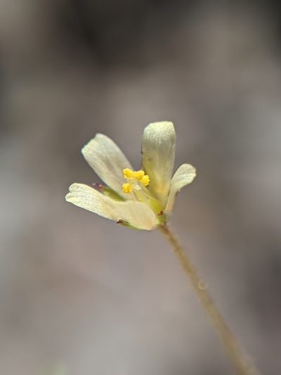 Linanthus filiformis, photographed by Alex Heyman