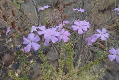 Jamesbrittenia macrantha, photographed by Andrew Deacon