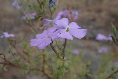 Jamesbrittenia macrantha, photographed by Andrew Deacon