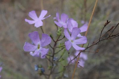 Jamesbrittenia macrantha, photographed by Andrew Deacon
