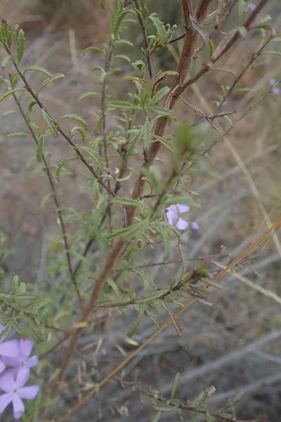 Jamesbrittenia macrantha, photographed by Andrew Deacon