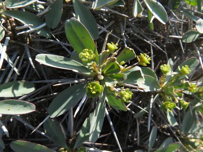 Euphorbia loricata, photographed by James Deacon