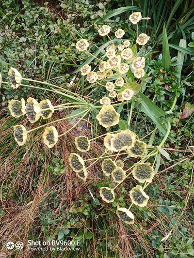 Bupleurum stellatum, photographed by Andrea Tomedi