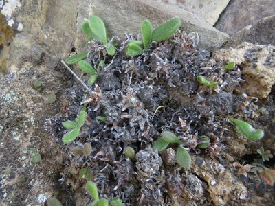 Tylecodon faucium, photographed by James Deacon