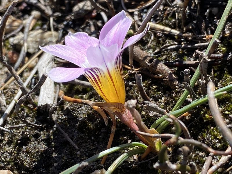 Romulea fibrosa, photographed by Dave U
