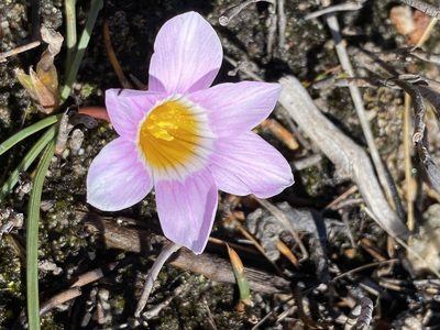 Romulea fibrosa, photographed by Dave U