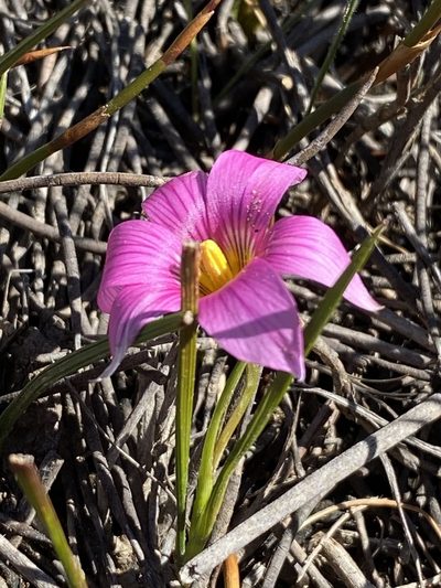 Romulea fibrosa, photographed by Dave U