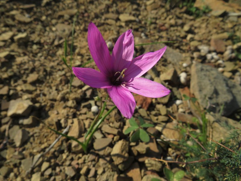 Geissorhiza cantharophila, photographed by James Deacon