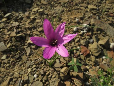 Geissorhiza cantharophila, photographed by James Deacon