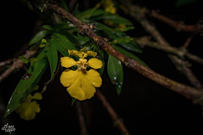 Erycina crista-galli, photographed by Daniel Pineda Vera