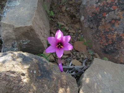 Geissorhiza cantharophila, photographed by James Deacon