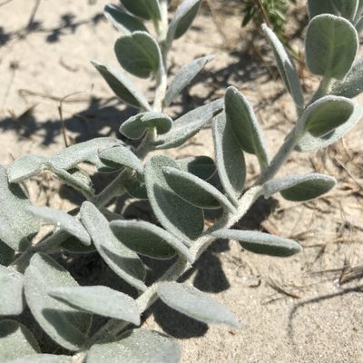 Convolvulus persicus, photographed by Dag Endresen