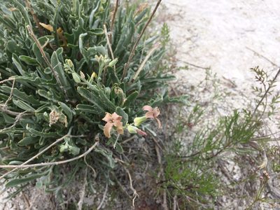 Matthiola fragrans, photographed by Tatiana Gavrilova