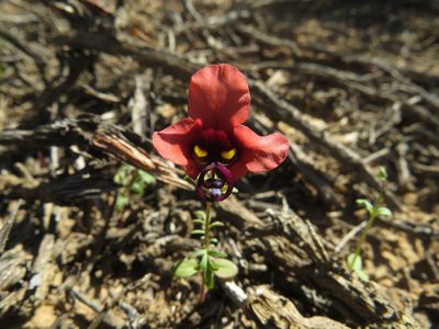 Alonsoa unilabiata, photographed by James Deacon