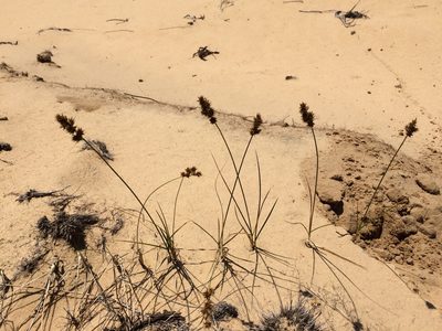 Carex colchica, photographed by Tatiana Gavrilova