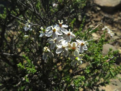 Pharnaceum aurantium, photographed by James Deacon