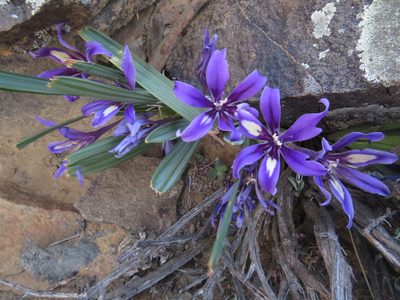 Babiana cuneata, photographed by James Deacon