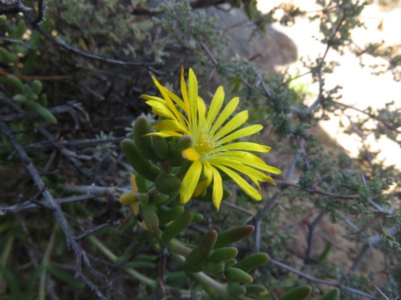 Delosperma acocksii, photographed by James Deacon