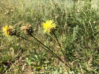 Centaurea orientalis, photographed by Tatiana Gavrilova
