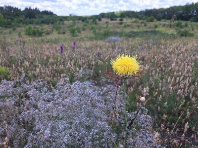 Centaurea orientalis, photographed by Tatiana Gavrilova