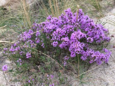 Thymus pallasianus, photographed by Tatiana Gavrilova