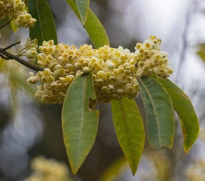 Litsea cubeba, photographed by portioid
