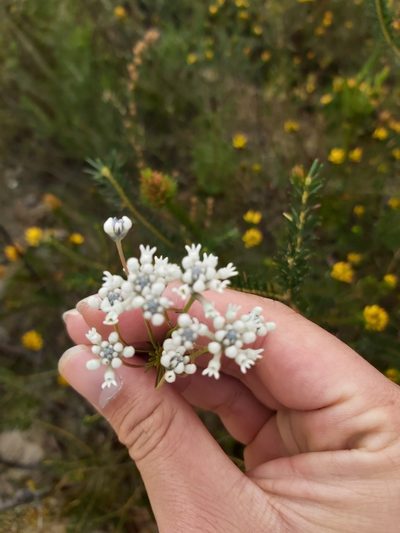 Conospermum ericifolium, photographed by Tim