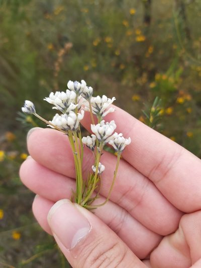 Conospermum ericifolium, photographed by Tim