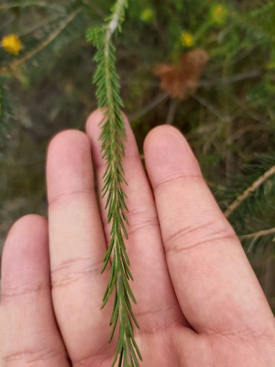 Conospermum ericifolium, photographed by Tim