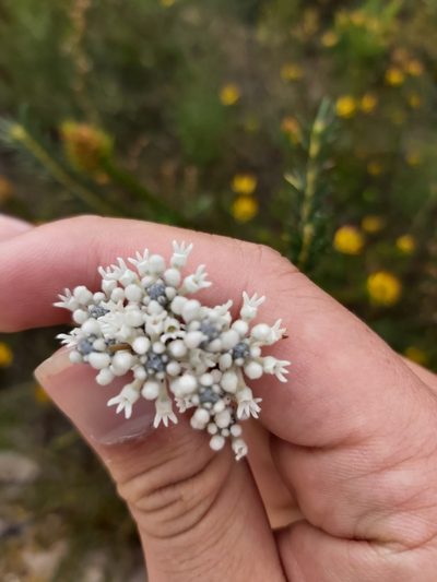 Conospermum ericifolium, photographed by Tim