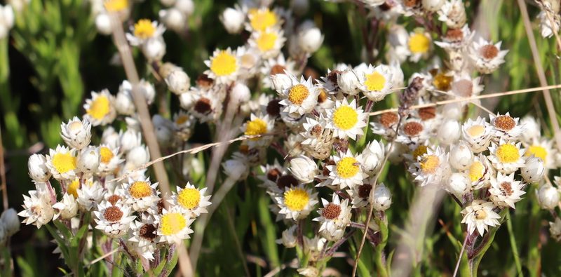 Achyranthemum striatum, photographed by Dave Brown