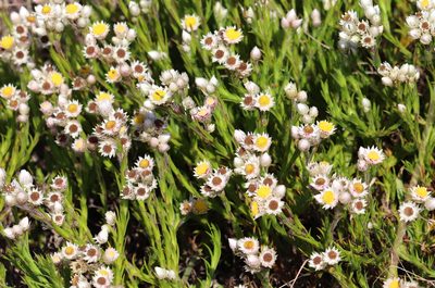 Achyranthemum striatum, photographed by Dave Brown
