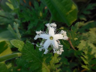 Trichosanthes cucumerina, photographed by Sandipan Das