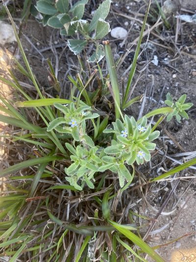 Zaluzianskya gracilis, photographed by Christina