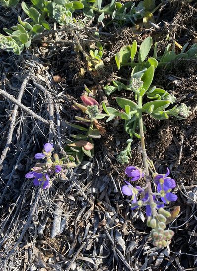 Heliophila crassistyla, photographed by Christina