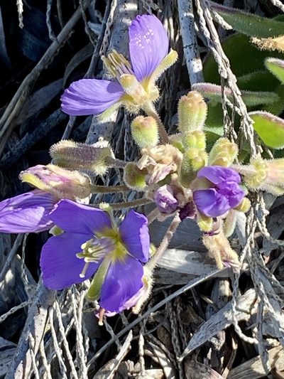 Heliophila crassistyla, photographed by Christina