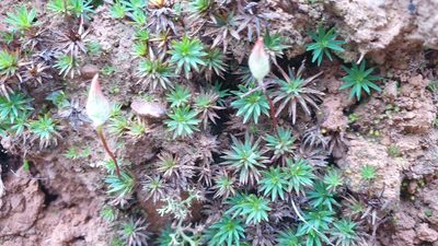 Dawsonia longiseta, photographed by Andrew Thornhill