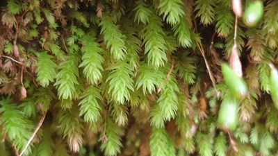 Schizymenium bryoides, photographed by Andrew Thornhill